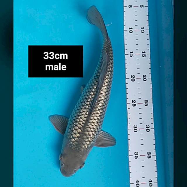 Soragoi ginrin jos 33cm male