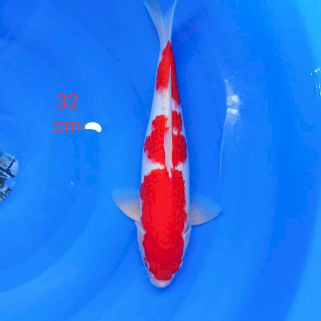 Kohaku strong 32 cm