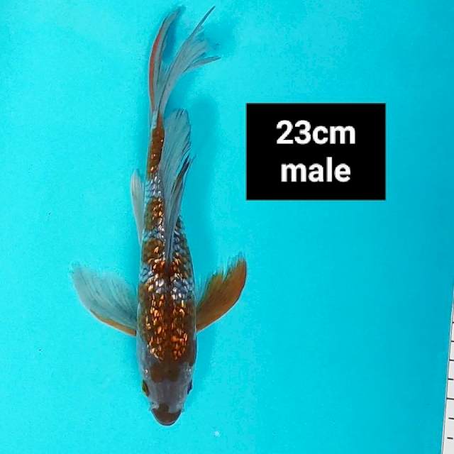 Kumpay ochiba ginrin SQ 23cm male