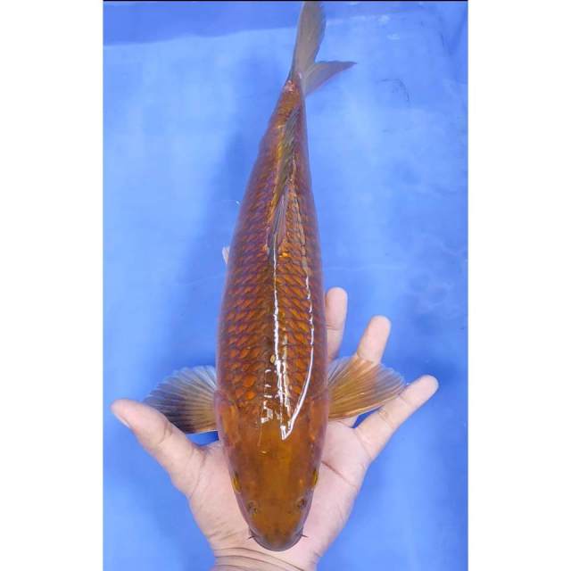 41CM // CHAGOI MALE