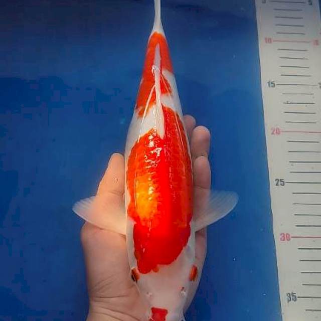 Kucibeni kohaku 32cm