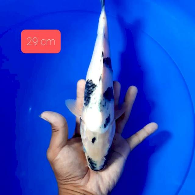 Tateghoi shiro 29 cm