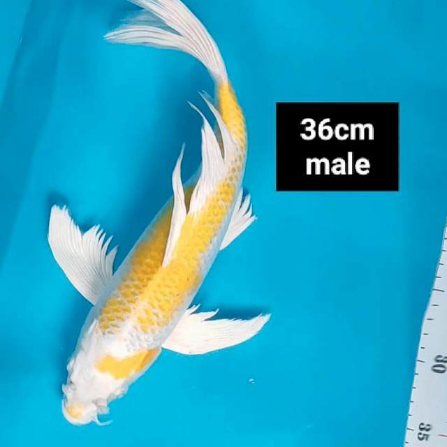 Kumpay hariwake jos 36cm male