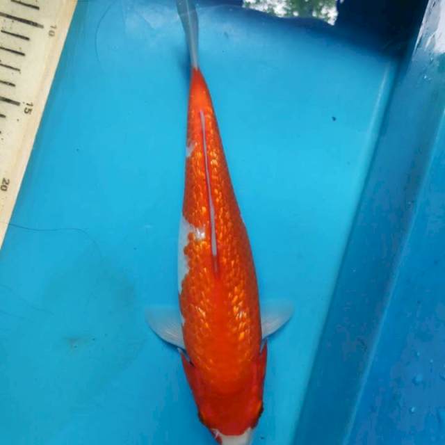 Kohaku gidrin, 27cm