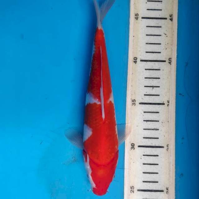 Kohaku, 23cm