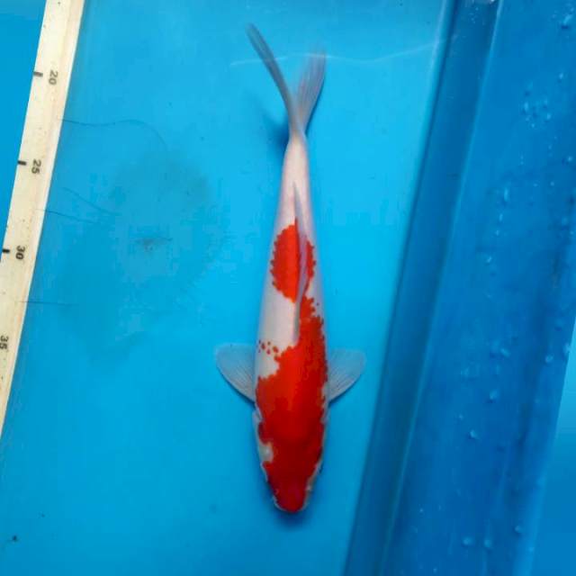 Kohaku, 25cm