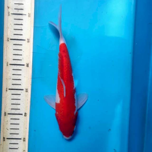 Kohaku, 25cm