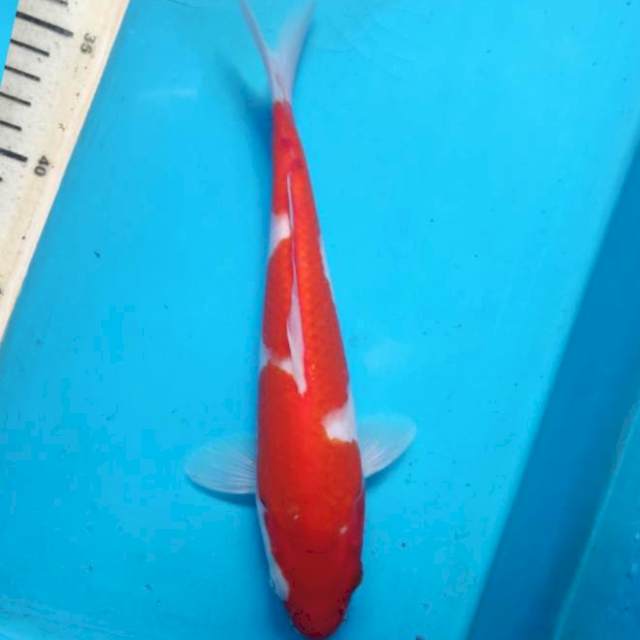 Kohaku, 24cm