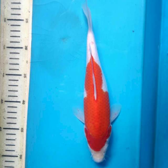 Kohaku, 28cm