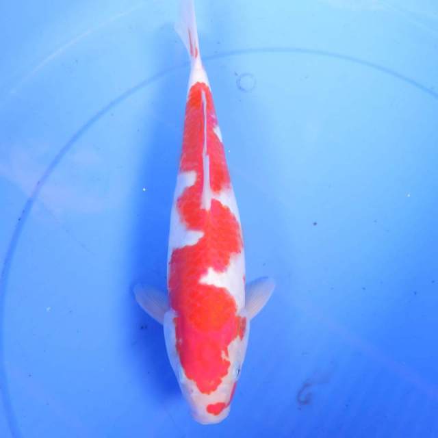 KUCIHAGE KOHAKU 30cm