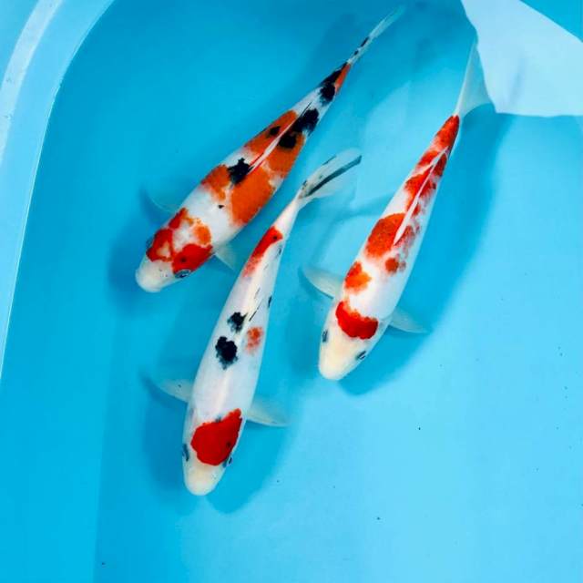 Mix koi, 25-27 cm