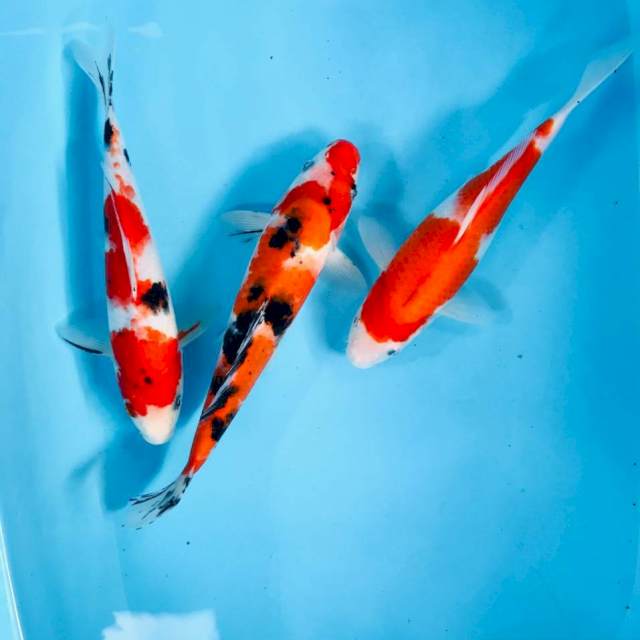 Mix koi, 25-27 cm