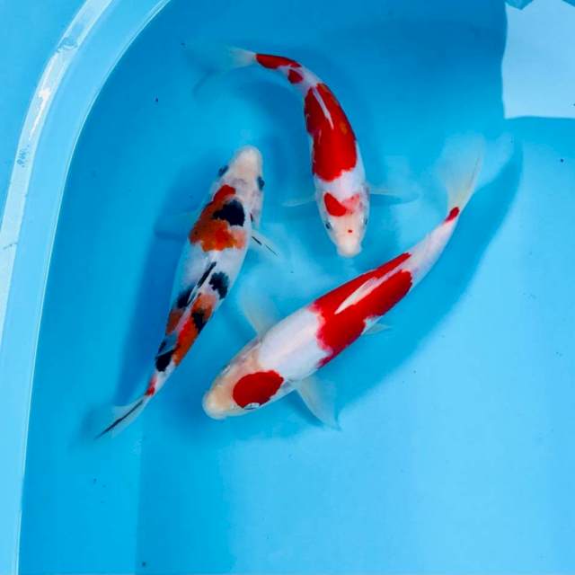 Mix koi, 20-25 cm