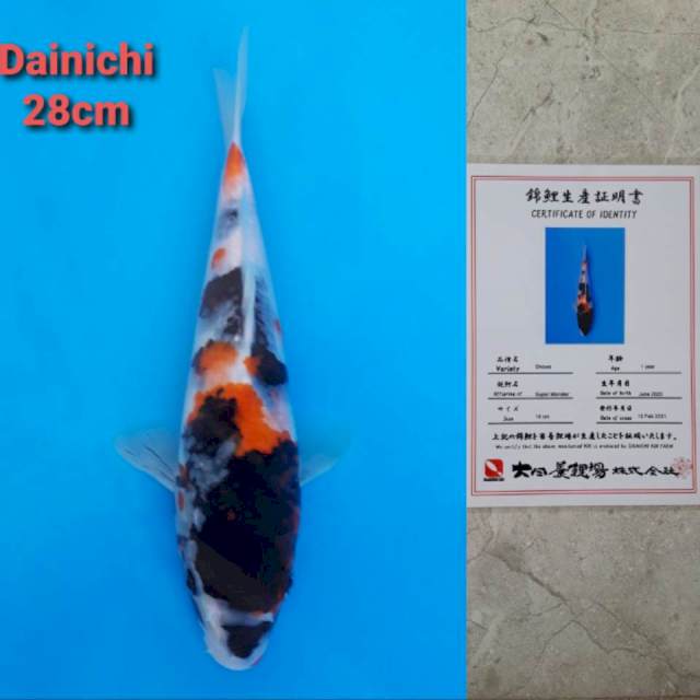 Dainichi Showa 28cm