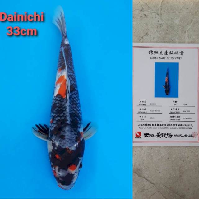 Dainichi Showa 33cm certi