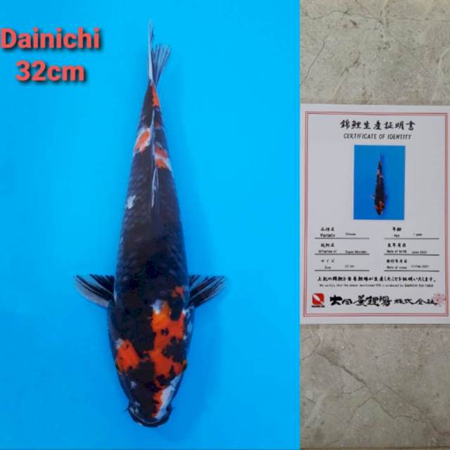 Dainichi Showa 32cm certi