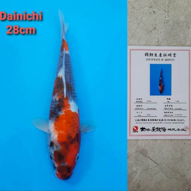 Dainichi Showa 28cm certi