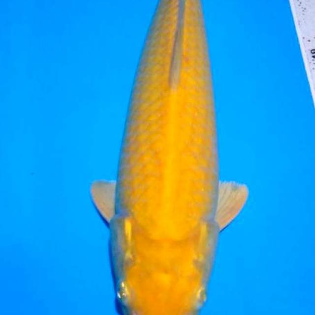 karasi male 31 cm