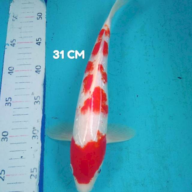 Kohaku ginrin ceplok 31 cm