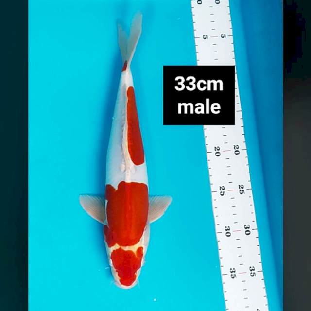 Kikishui jos 33cm male