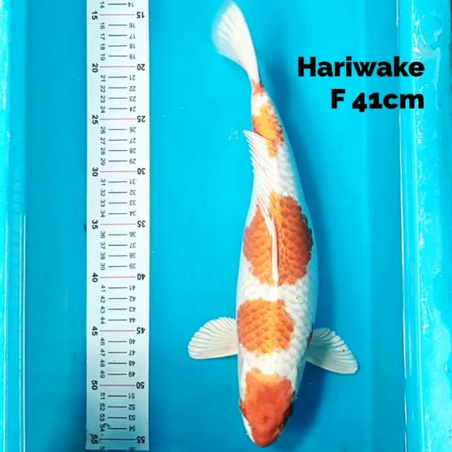 Hariwake 41 cm