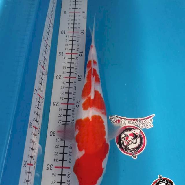 KOHAKU 29CM BETINA