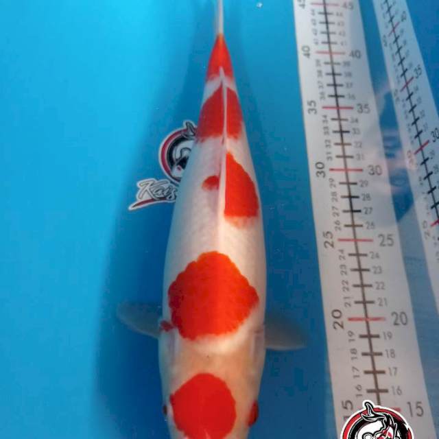 KOHAKU 32CM BETINA_KAISAR KOI BLITAR