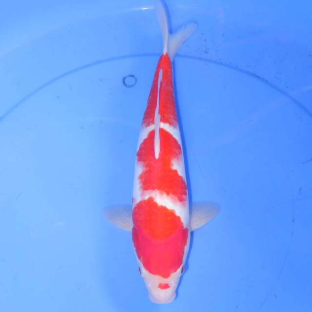 MAGURO KOHAKU 31cm