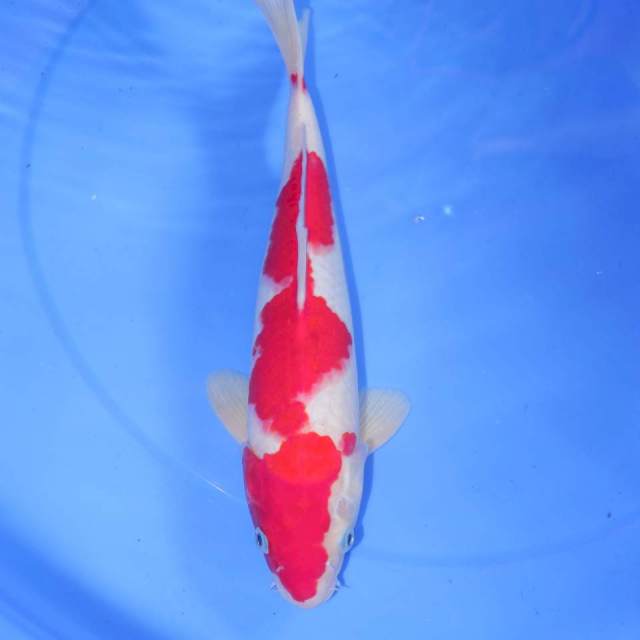 KOHAKU