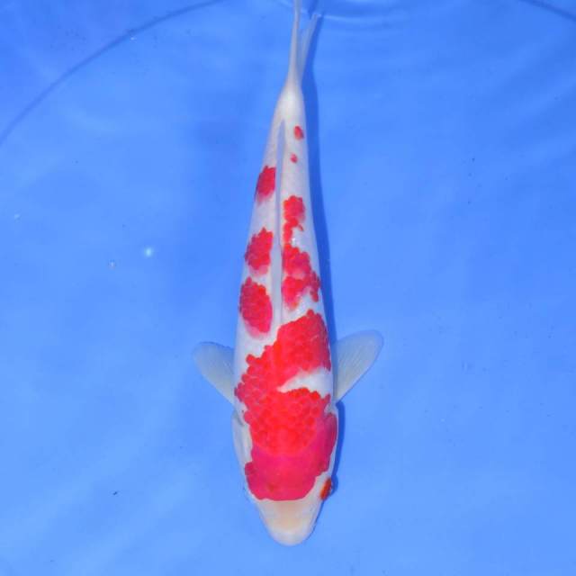 KOHAKU ISTIMEWA