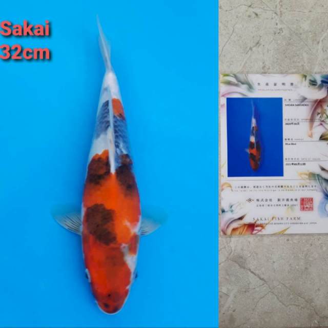 Dainichi Showa 32cm certi