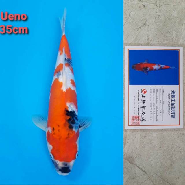 Ueno Showa 35cm certi