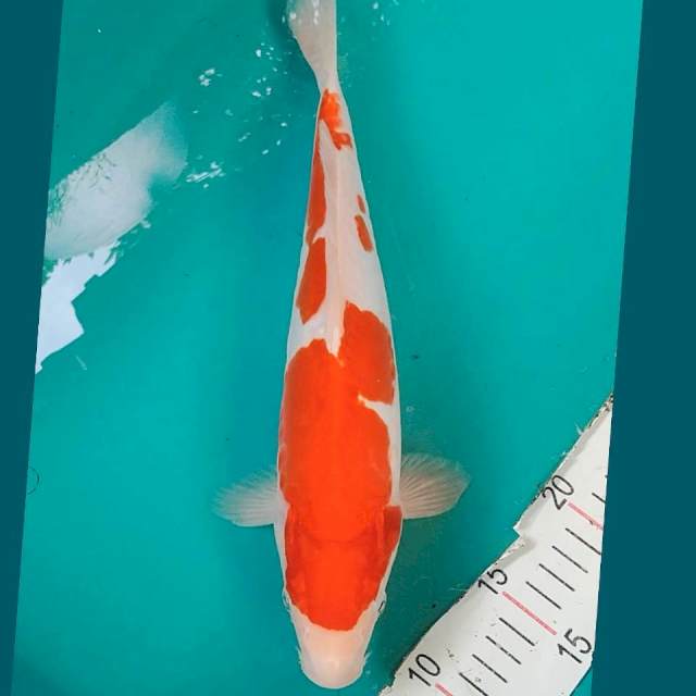 Kohaku strong 32cm