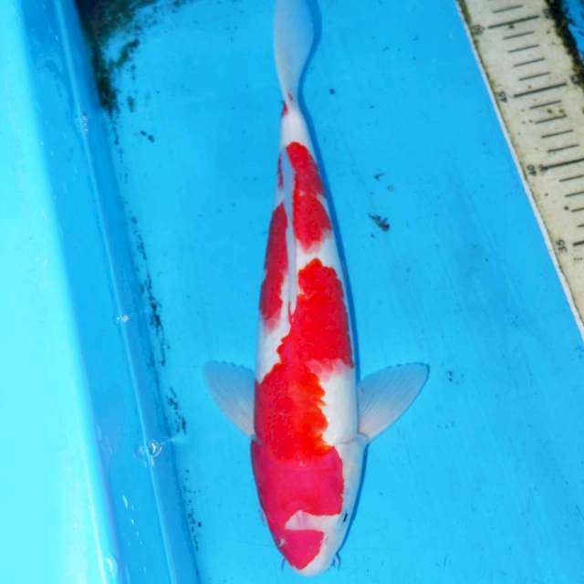 33cm INAZUMA KOHAKU PETIR