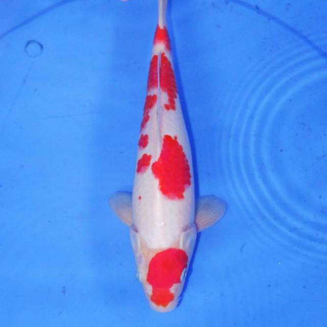 28cm KOHAKU