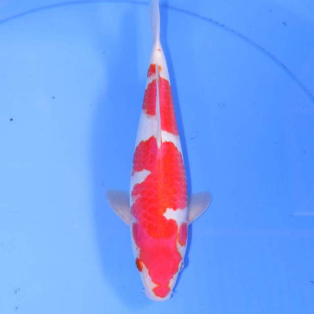 28cm KOHAKU