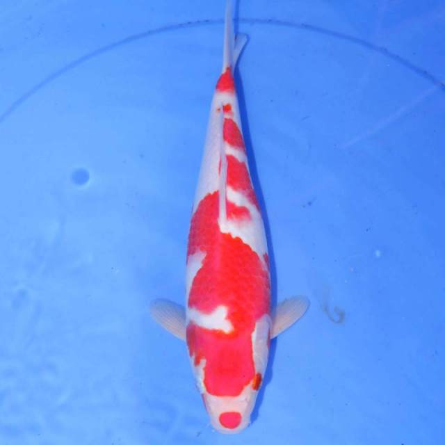 28cm KOHAKU