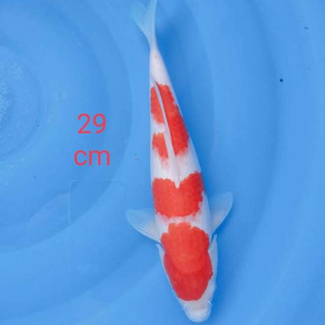 Kohaku setrong 29cm