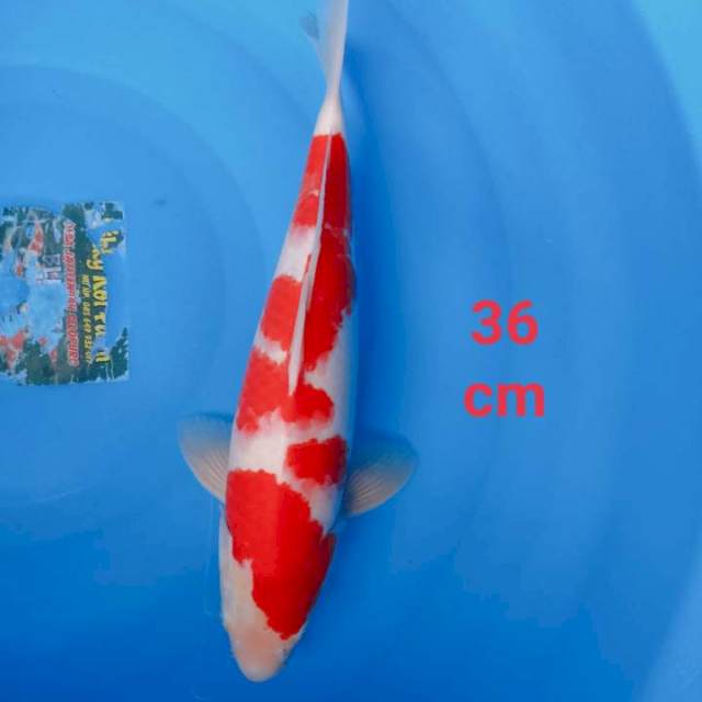 Kohaku setrong 36cm