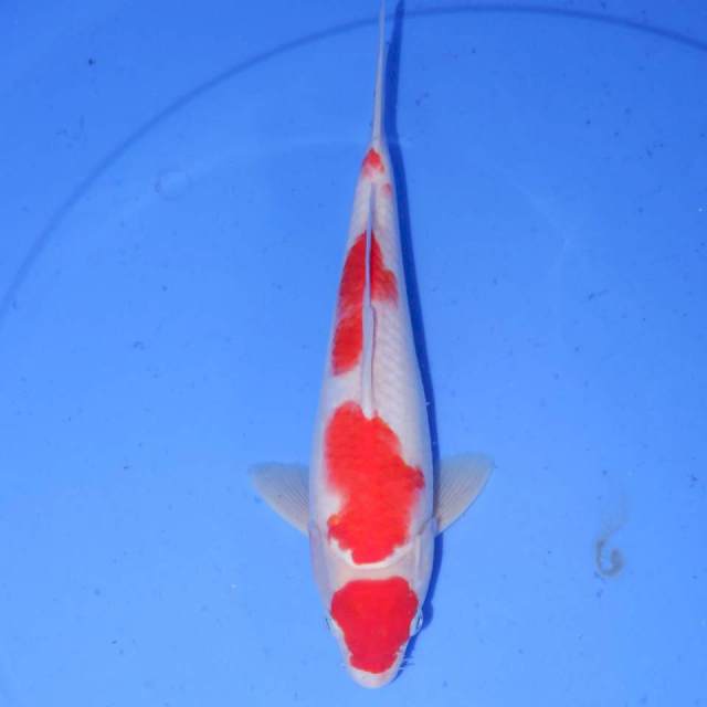 MARUTEN KOHAKU 28cm