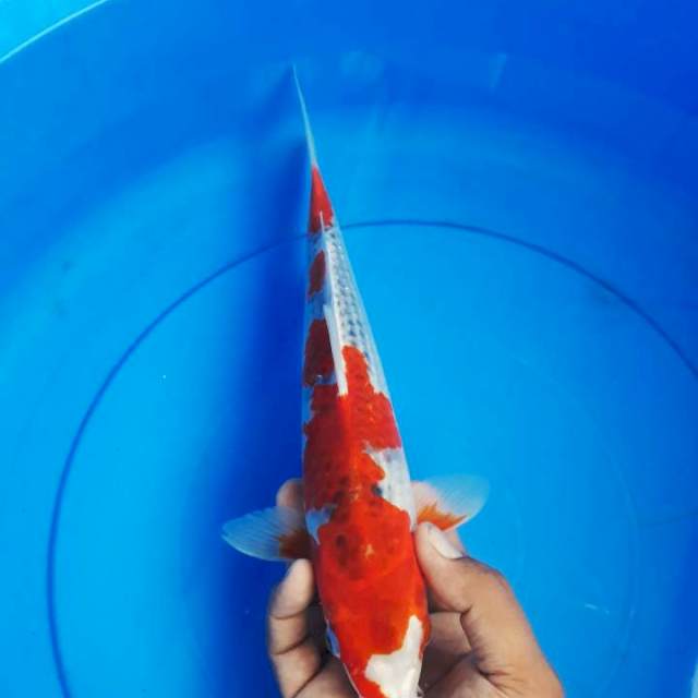 Ghosiki merah strong 30cm