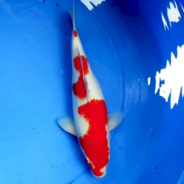 32cm KOHAKU