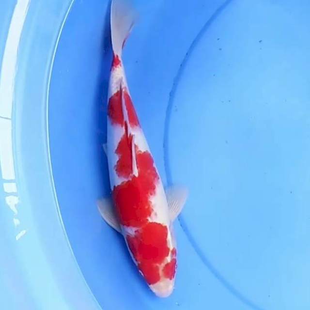 31cm KOHAKU