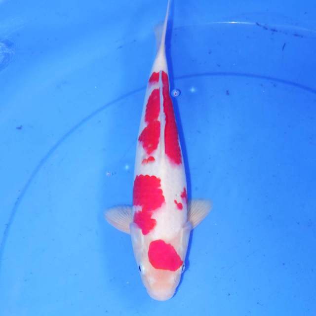 MARUTEN KOHAKU ORI 30cm