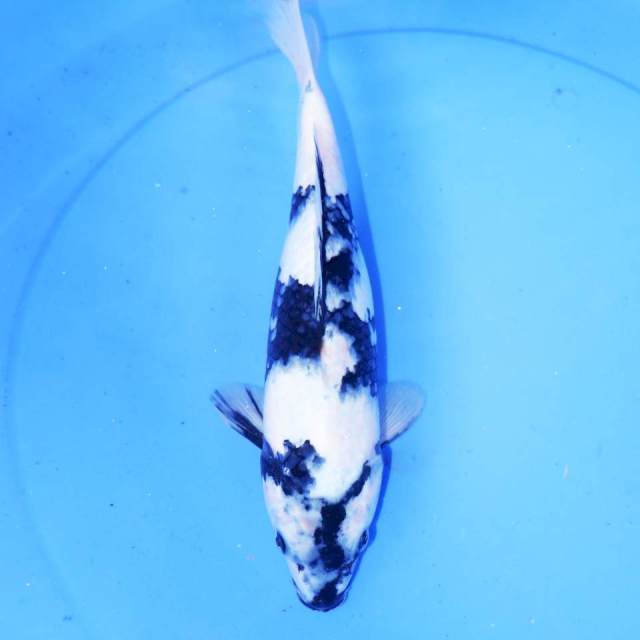 30cm SHIRO