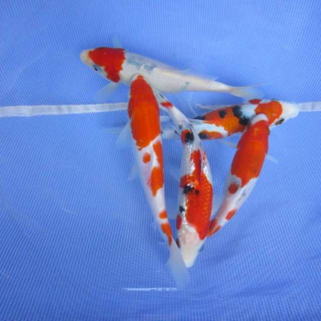 Mix koi