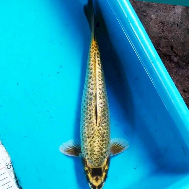 Gold Mukashi 37cm