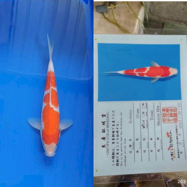 Kohaku 28cm Matsue