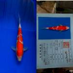 Kohaku 28cm Matsue