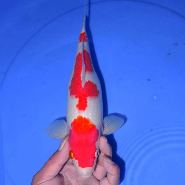 28cm KOHAKU